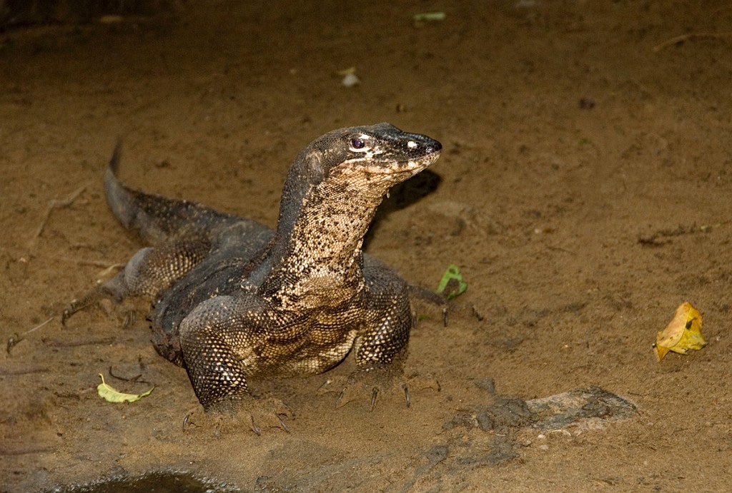 Varan St Pauls Palawan_PHI3942.jpg - Water Monitor (Varanus salvator), St. Paul Subterranean National Park The Philippines 2008